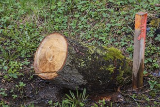 Cut coniferous tree trunk and orange painted wooden stake in spring, Quebec, Canada, North America