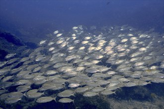 A shoal of silvery fish, the armpit bream (Pagellus acarne), swims in the blue waters of the sea.