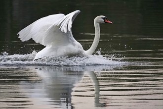 Upper Lusatian Heath and Pond Landscape, Mute Swan, June, Saxony, Germany, Europe