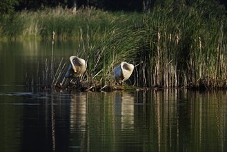 Upper Lusatian Heath and Pond Landscape, Whooper Swans, June, Saxony, Germany, Europe