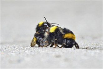 Bumblebees mating, summer, Germany, Europe