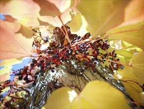 Wild Vine (Parthenocissus quinquefolia) on a house wall, autumn atmosphere, Munich, Bavaria,