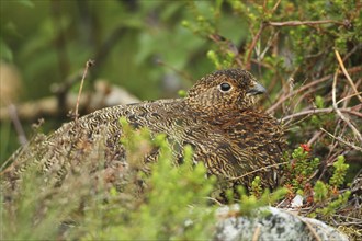 Willow ptarmigan (Lagopus lagopus) Hen, Lofoten Norway, Scandinavia