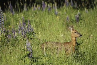 European roe deer (Capreolus capreolus) doe in summer coat between wild flowering lupines (Lupinus)