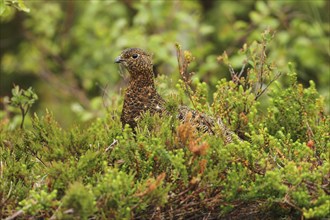 Willow ptarmigan (Lagopus lagopus) attentive hen, Lofoten, Norway, Scandinavia, Europe