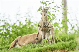 Alpine ibex (Capra ibex) youngster klimbing on their mother, playing, wildlife Park Aurach near