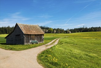 Barn and flower meadow, Musbach, near Freudenstadt, Black Forest, Baden-Württemberg, Germany,