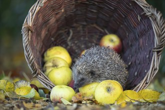 European hedgehog (Erinaceus europaeus) adult animal walking over apples in a basket in the autumn,