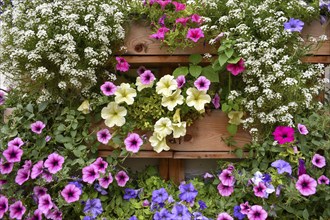 Balcony flower box with different coloured petunias (Petunia)