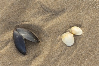 Mussel and Cockle shell one pair on a sandy beach, Norfolk, England, United Kingdom, Europe