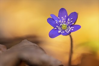 Liverwort, (Anemone hepatica), flower, early bloomer, plant, Steinhagen, Lower Saxony, Germany,