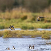 Eurasian Wigeon, Mareca penelope, birds in flight over marshes at winter