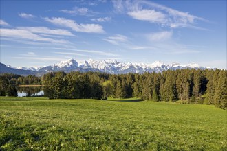 Spring meadow near Füssen, Allgäu Alps, snow, fir forest, Allgäu, Bavaria, Germany, Europe