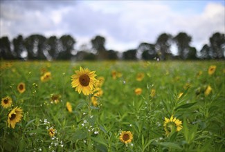 Sunflower (Helianthus annus), Lower Rhine, North Rhine-Westphalia, Germany, Europe