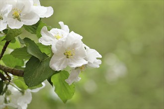 Apple blossoms (Malus), white blossoms with bokeh in the background, Wilnsdorf, Nordrhein.