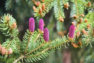 Spruce cones in spring, Bavaria, Germany, Europe