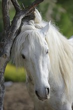 Camargue horse, portrait, Camargue, Provence, South of France