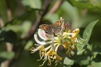 Meadow brown (Maniola jurtina) butterfly feeding on a Wild honeysuckle flower in the summer,