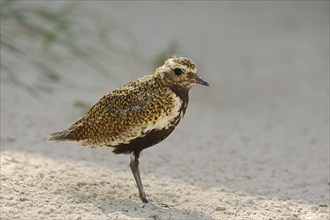 European golden plover (Pluvialis apricaria), Lower Saxony, Germany, Europe