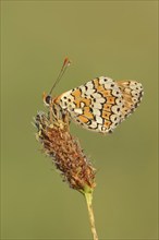 Plantain Fritillary (Melitaea cinxia), Provence, Southern France