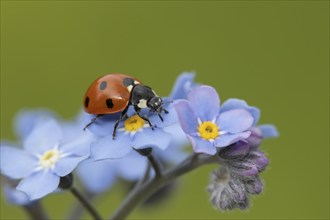 Seven-spot ladybird (Coccinella septempunctata) adult insect on a Forget-me-not flower, Suffolk,