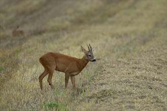 Roe deer (Capreolus capreolus) adult male buck animal on a farmland stubble field in the