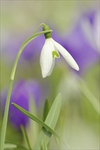 Common snowdrop (Galanthus nivalis), flower, North Rhine-Westphalia, Germany, Europe