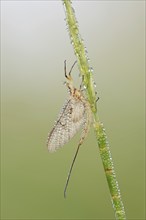 Mayfly (Ephemera glaucops), female with dewdrops, North Rhine-Westphalia, Germany, Europe