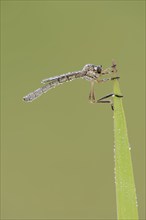 Striped slender robber fly (Leptogaster cylindrica) with dewdrops, North Rhine-Westphalia, Germany,