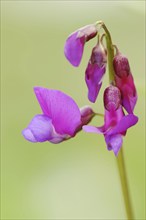 Spring vetchling (Lathyrus vernus), flowers, North Rhine-Westphalia, Germany, Europe