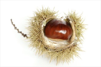 Sweet chestnut or sweet chestnut (Castanea sativa), fruit, chestnut on a white background