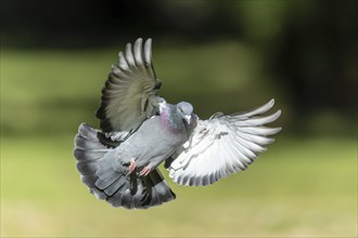 City dove (Columba livia forma domestica) in flight, wildlife, Germany, Europe