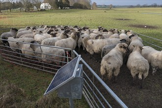 Crowded black-headed domestic sheep (Ovis gmelini aries) in the pen, in front a solar panel for the