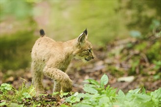 Eurasian lynx (Lynx lynx) youngster walking through a forest, Bavaria, Germany, Europe