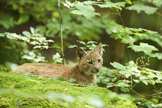 Eurasian lynx (Lynx lynx) youngster lying in a forest, Bavaria, Germany, Europe