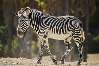 Plains zebra (Equus quagga) standing on the ground, captive, distribution Africa