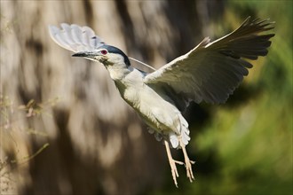 Black-crowned night heron (Nycticorax nycticorax) flying, Camargue, France, Europe