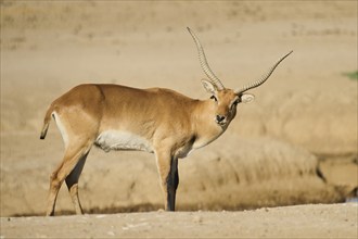 Southern lechwe (Kobus leche) next to a water pond in the dessert, captive, distribution Africa