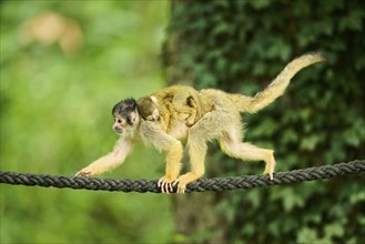 Common squirrel monkey (Saimiri sciureus) mother with her youngster, captive, distribution South