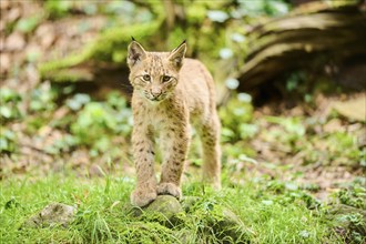 Eurasian lynx (Lynx lynx) youngster walking through a forest, Bavaria, Germany, Europe