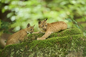 Eurasian lynx (Lynx lynx) youngsters playing in a forest, Bavaria, Germany, Europe