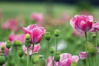 Opium poppy (Papaver somniferum), cultivation of edible poppy, poppy field, pink flowers and seed