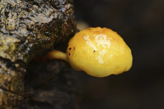 Goldfell-Schüppling (Pholiota aurivella, Pholiota cerifera), North Rhine-Westphalia, Germany,