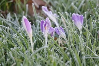 Crocus blossom, winter morning, February, Germany, Europe