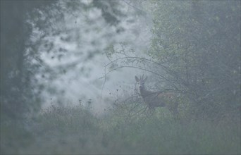 European roe deer (Capreolus capreolus), roebuck standing on a forest meadow and looking