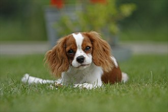 Cavalier King Charles Spaniel, kitten