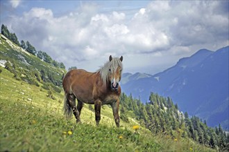 Haflinger, Ebbs, Tyrol, Austria, Europe