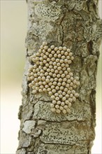 Fox moth (Macrothylacia rubi), eggs on a branch, Provence, southern France