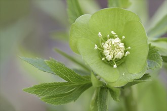 Green hellebore (Helleborus viridis), flower, North Rhine-Westphalia, Germany, Europe