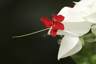 Bleeding glory-bower (Clerodendrum thomsoniae), flower, native to West Africa